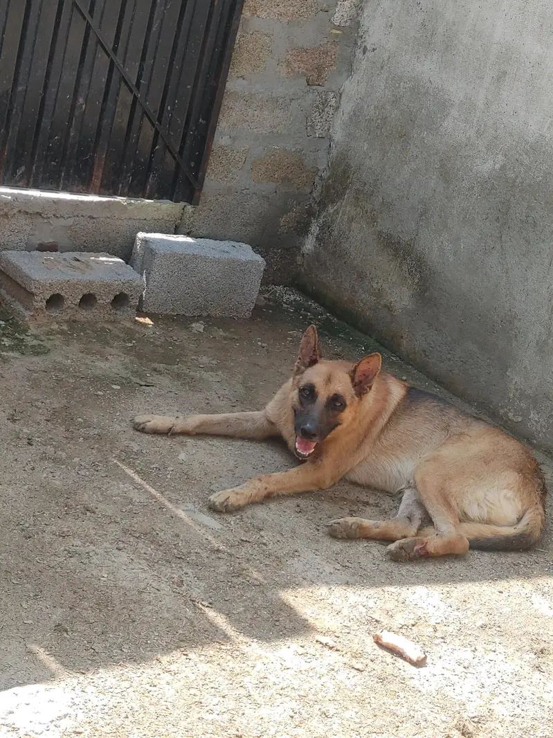 high security dog — photo 5
