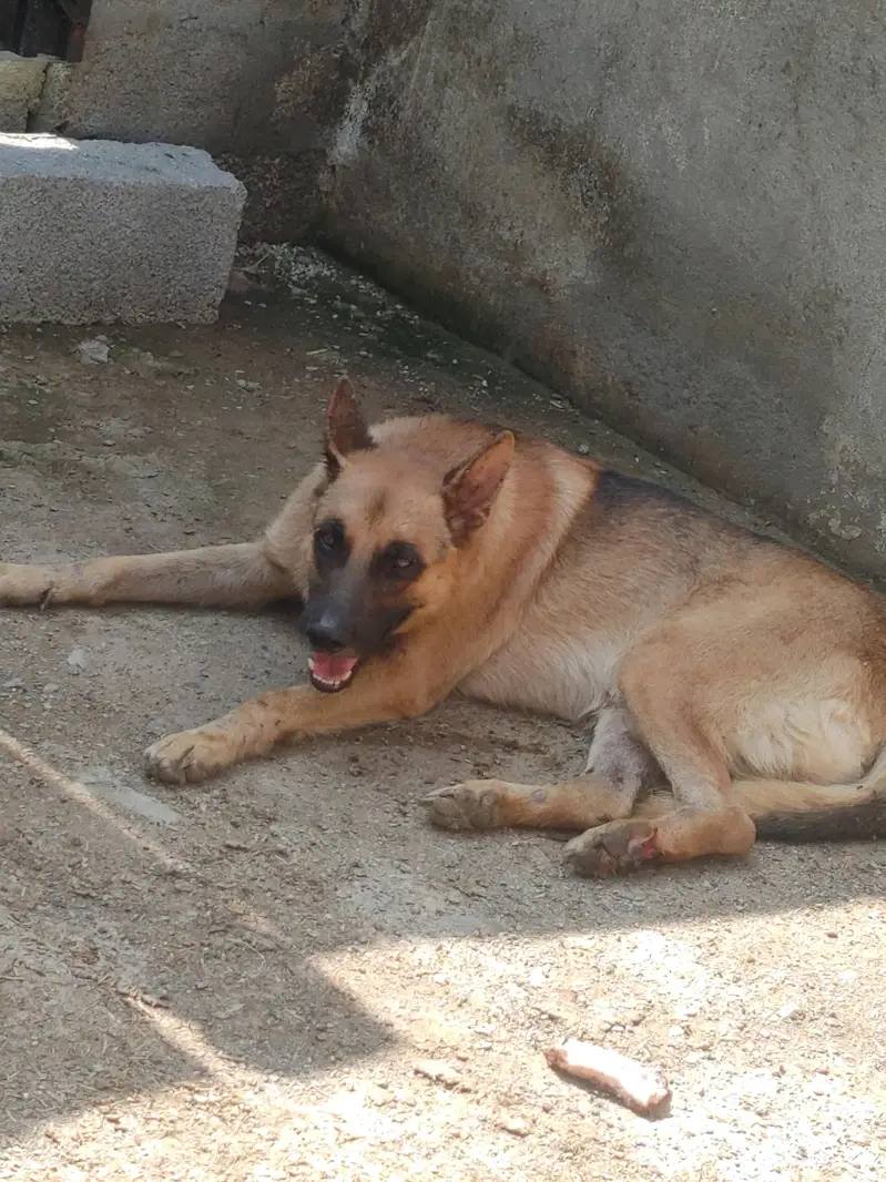 high security dog — photo 6