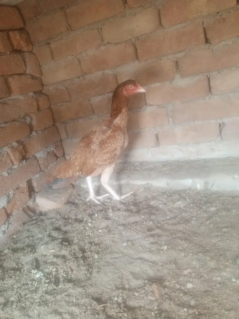 aseel murgi — photo 2