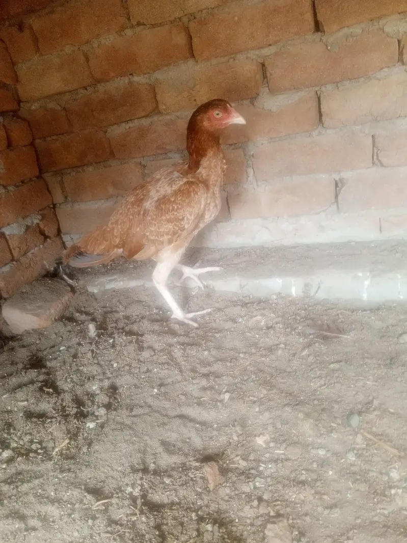aseel murgi — photo 3