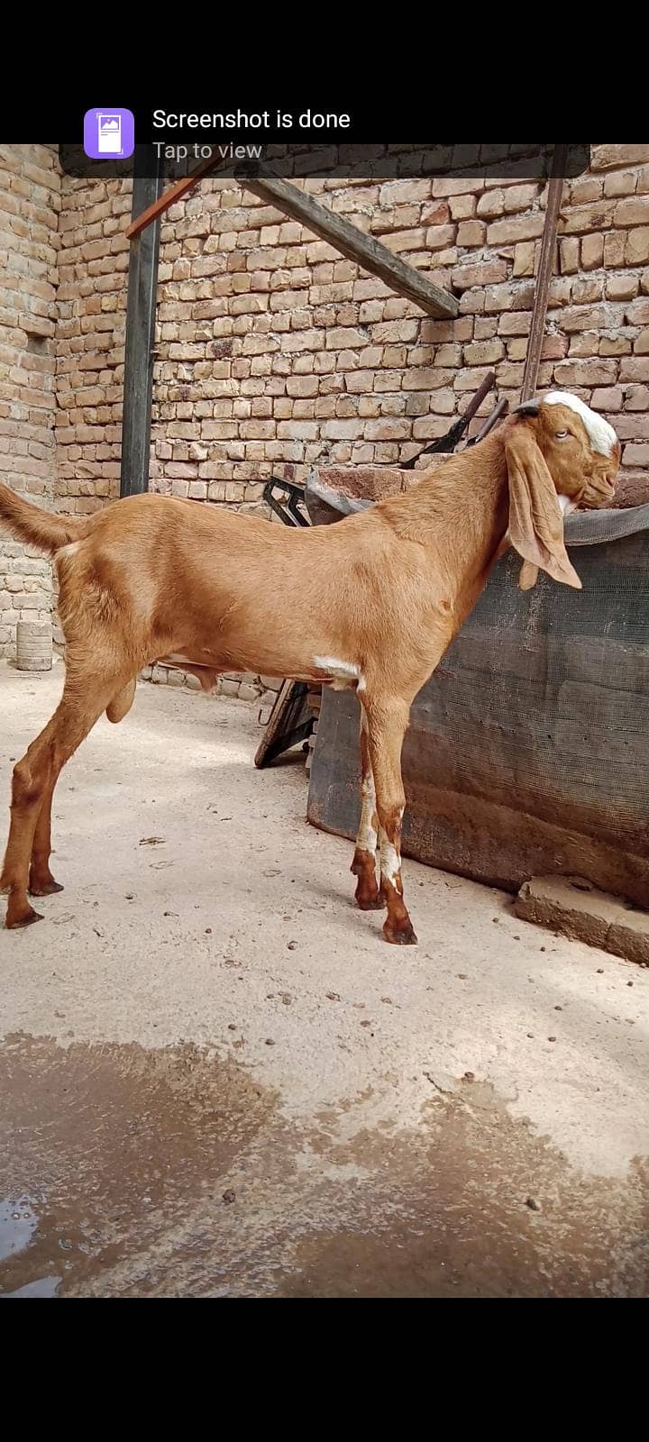 makeychani Bakra 0