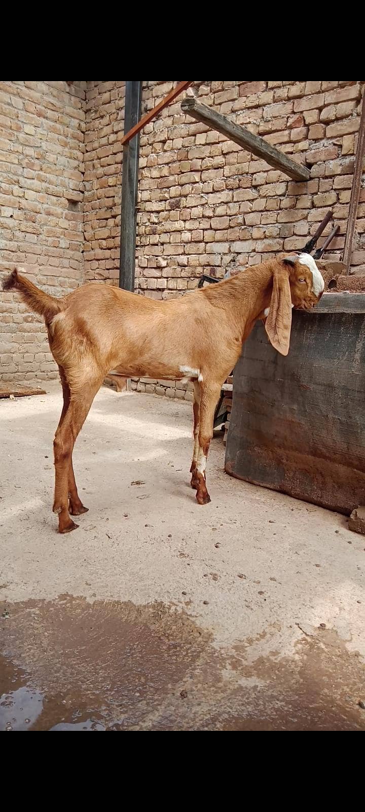 makeychani Bakra 1