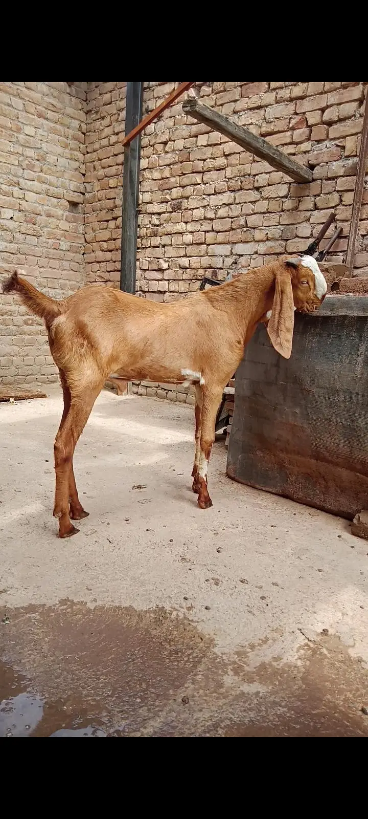 makeychani Bakra — photo 2