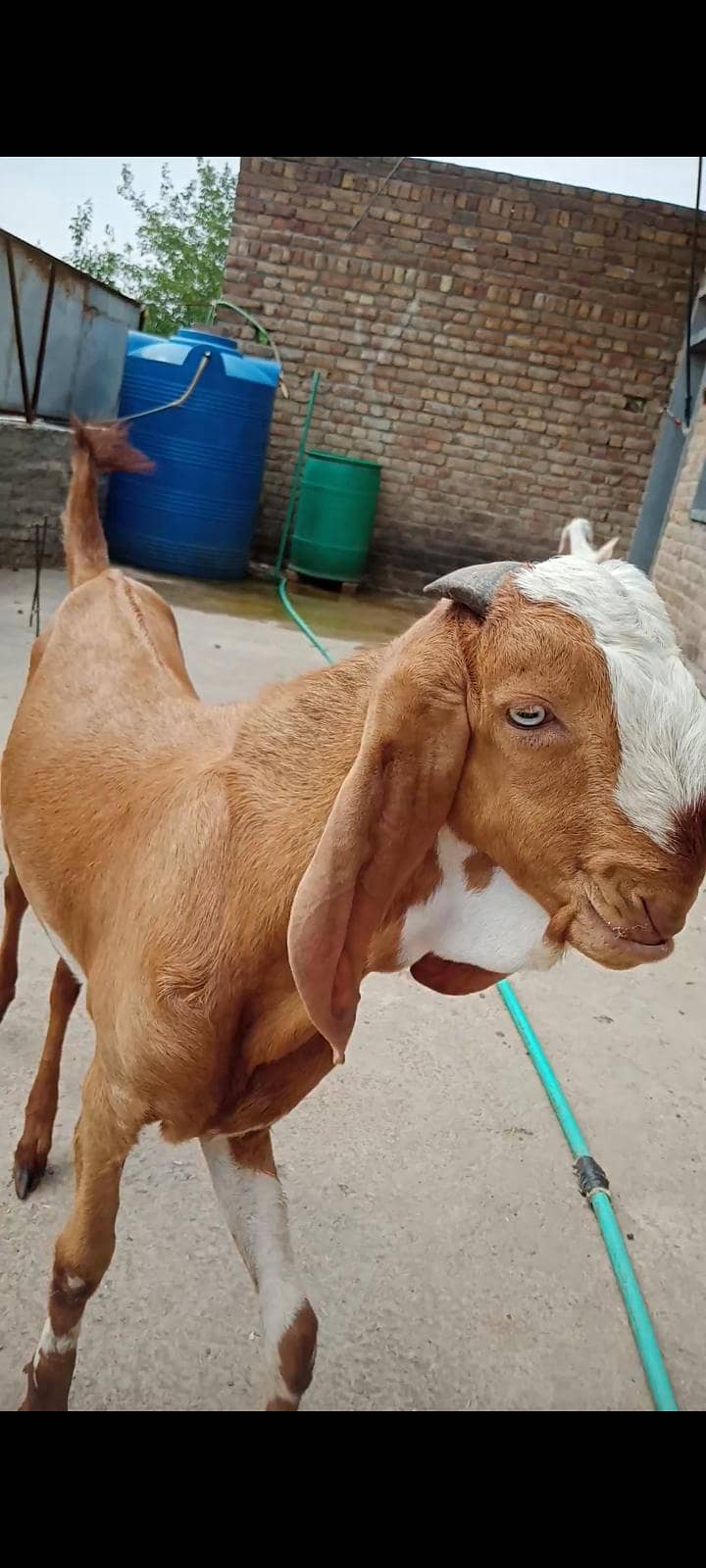 makeychani Bakra 2