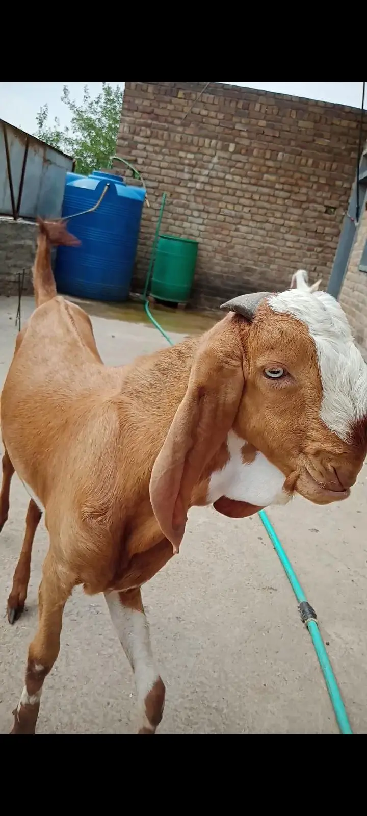 makeychani Bakra — photo 3