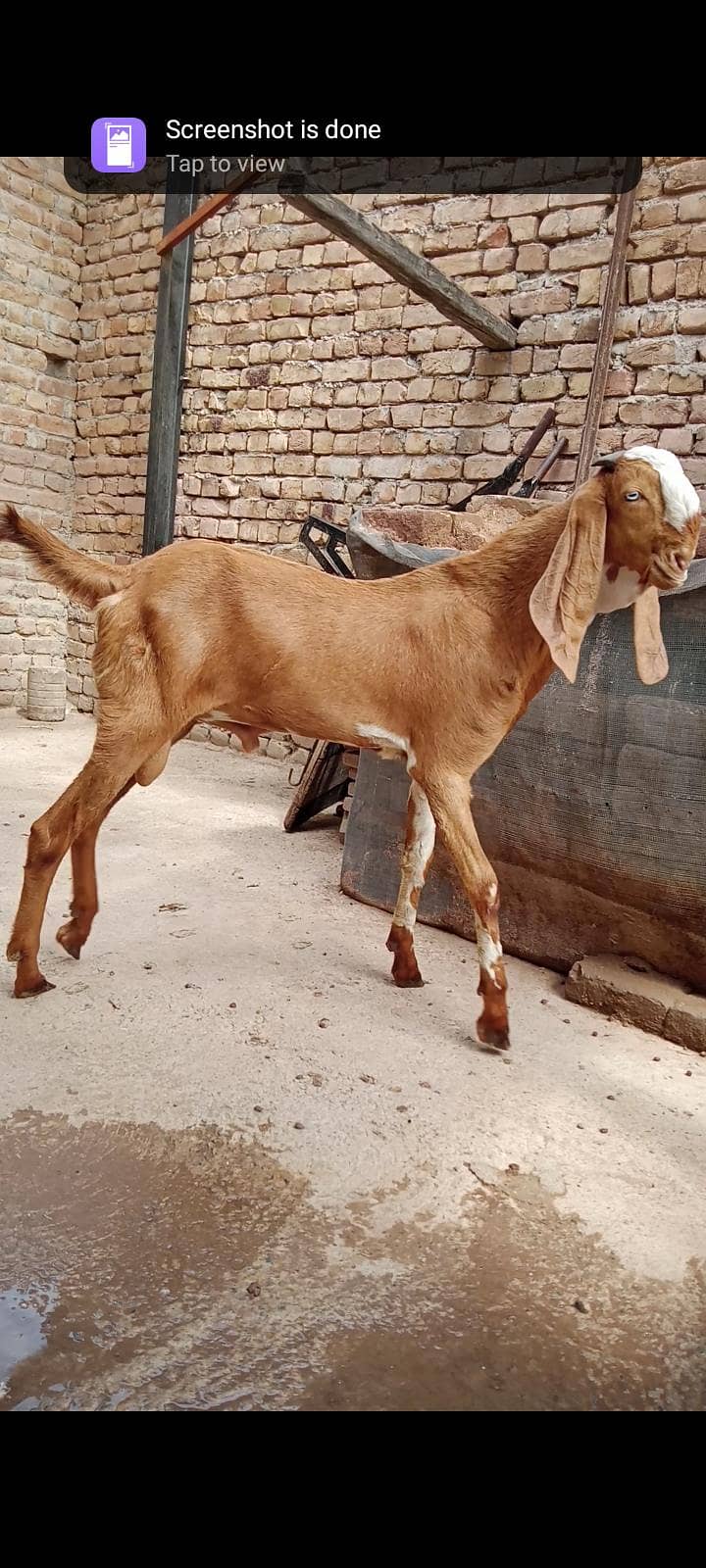 makeychani Bakra 3