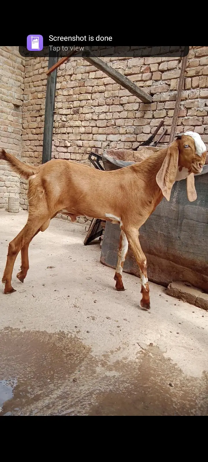makeychani Bakra — photo 4