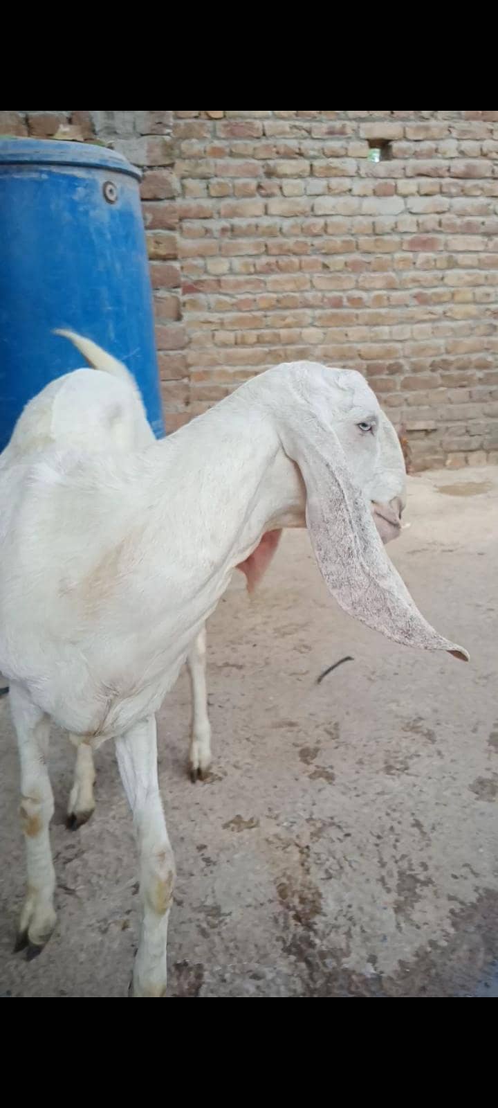 makeychani Bakra 4