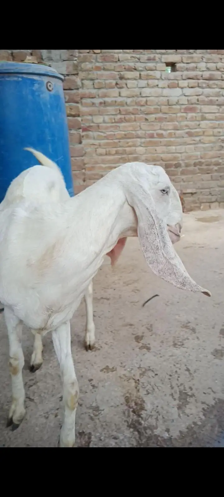 makeychani Bakra — photo 5