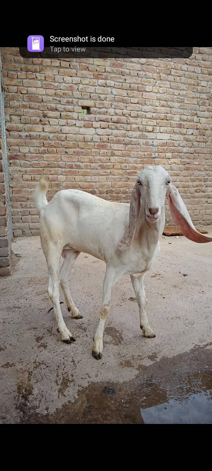 makeychani Bakra 5