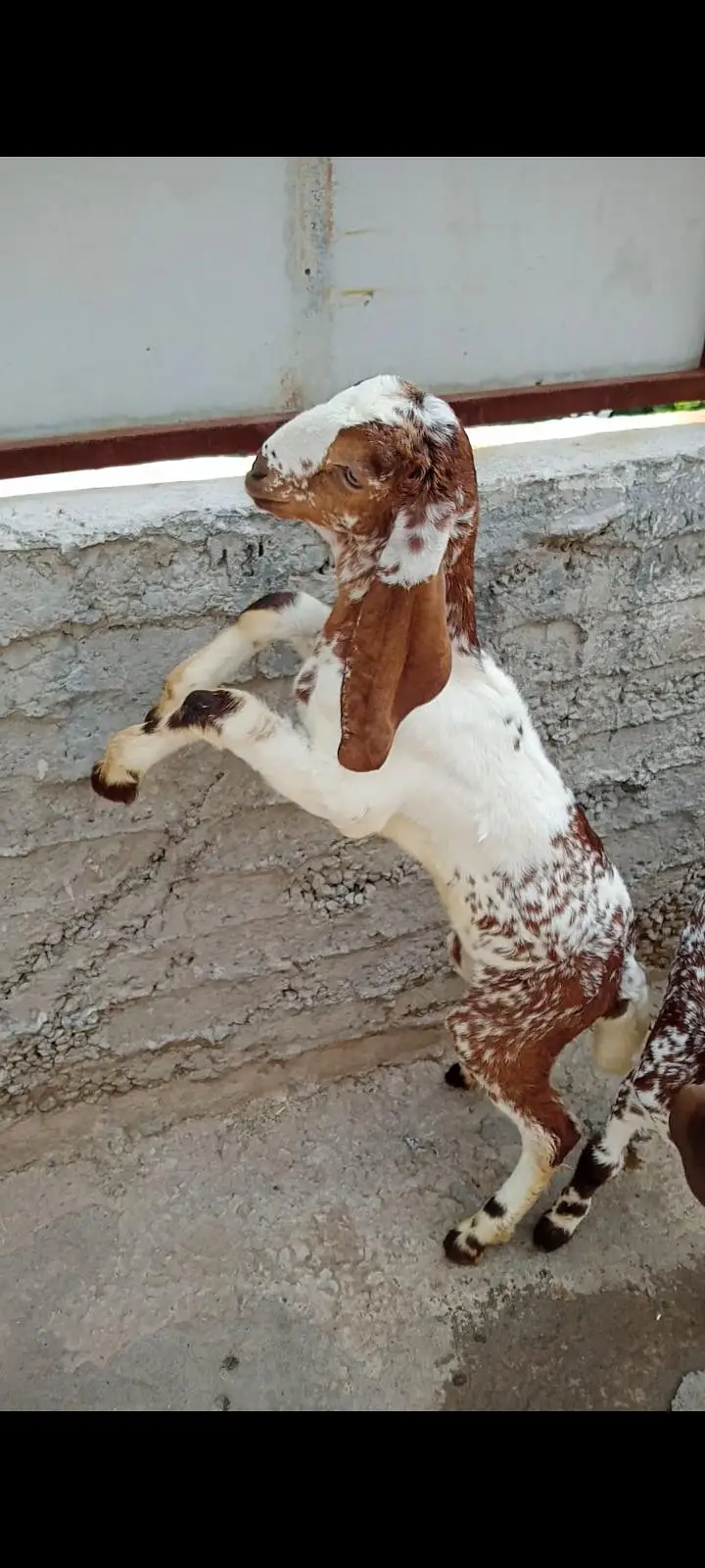 makeychani Bakra — photo 7