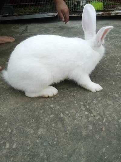 Newziland rabbits for sale