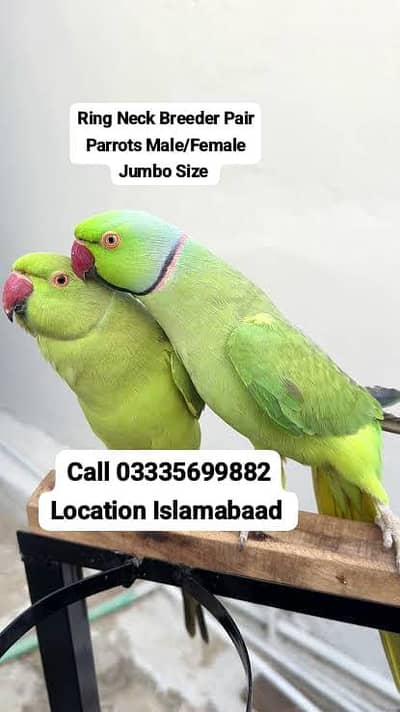 Green Ring Neck Breeder Pair Parrot's Male/Female Jumbo Size