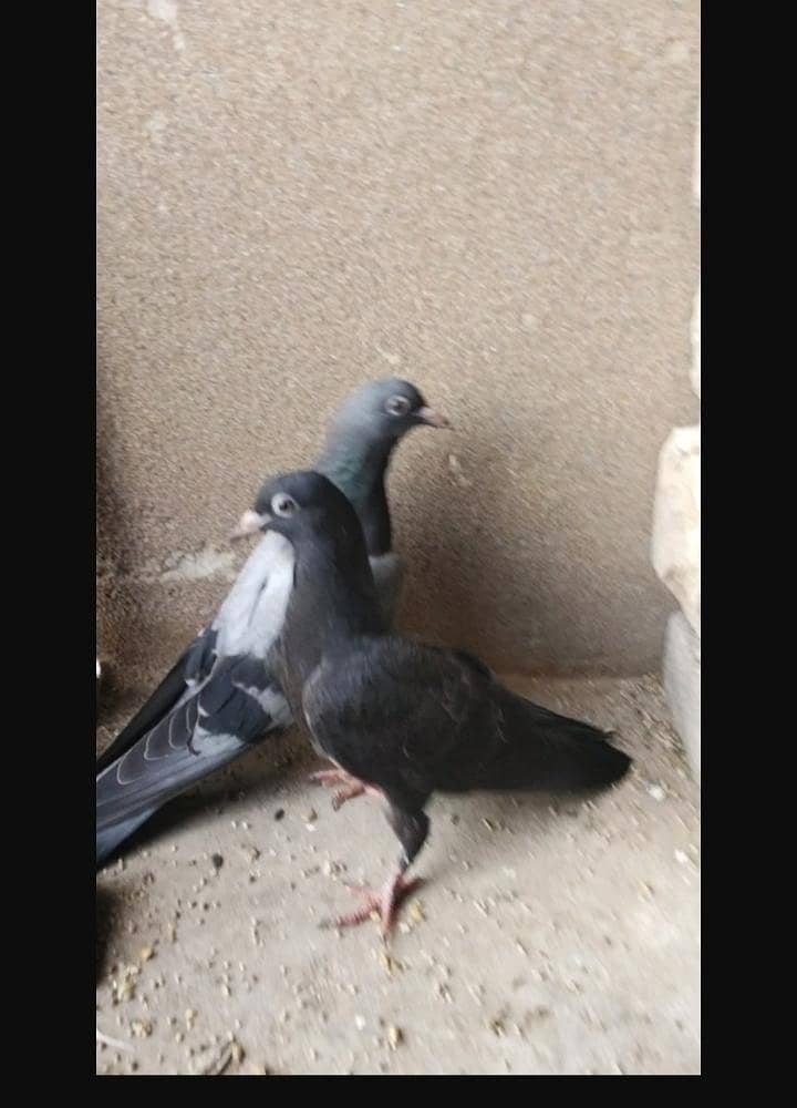 Fancy pigeon 1