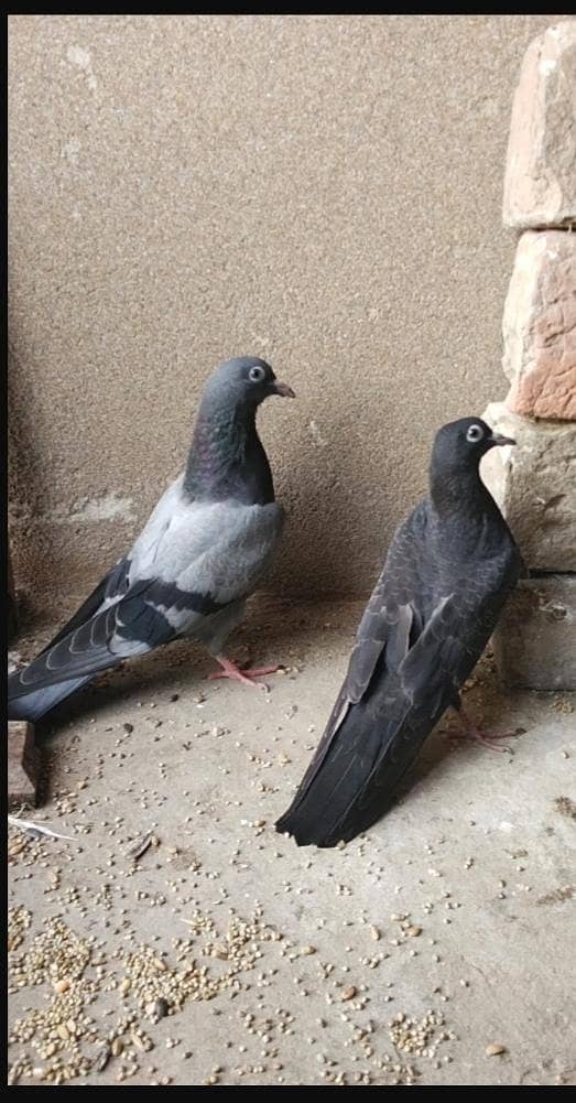 Fancy pigeon 2