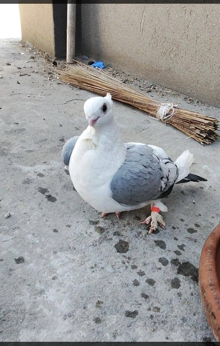 Fancy pigeon 3