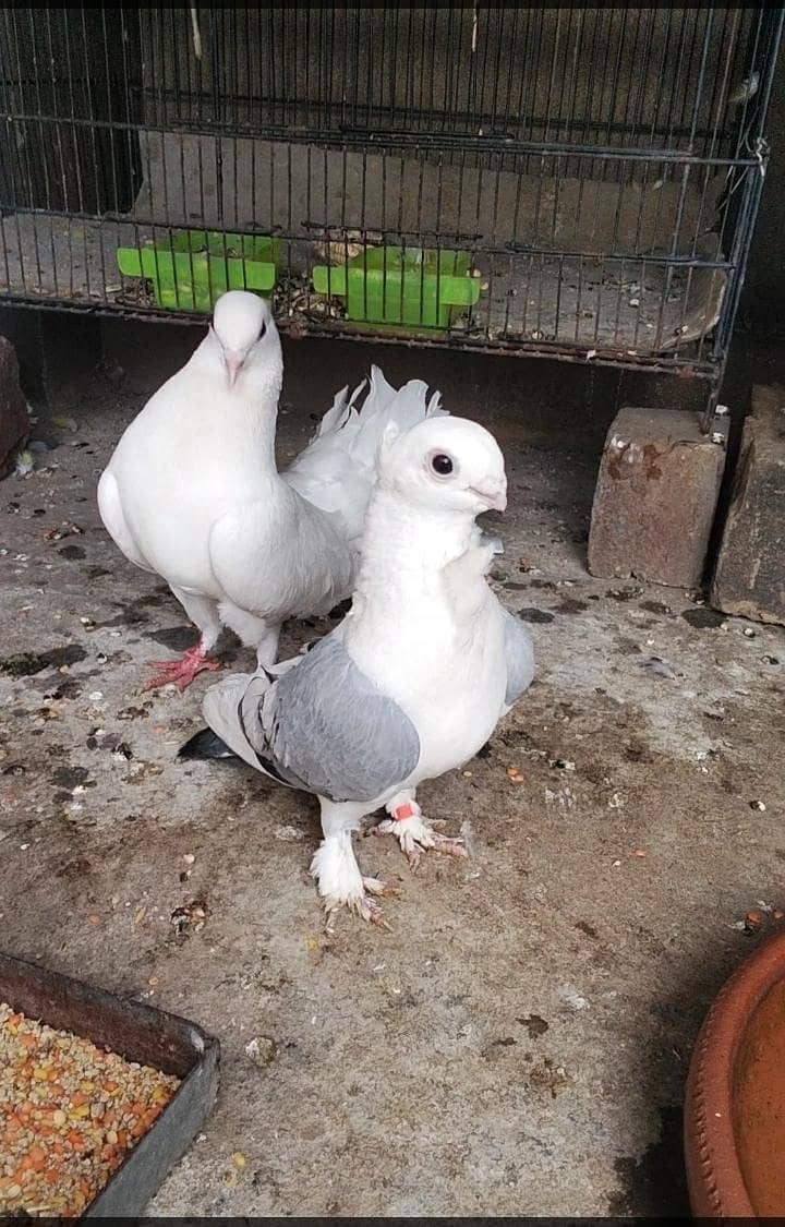 Fancy pigeon 4