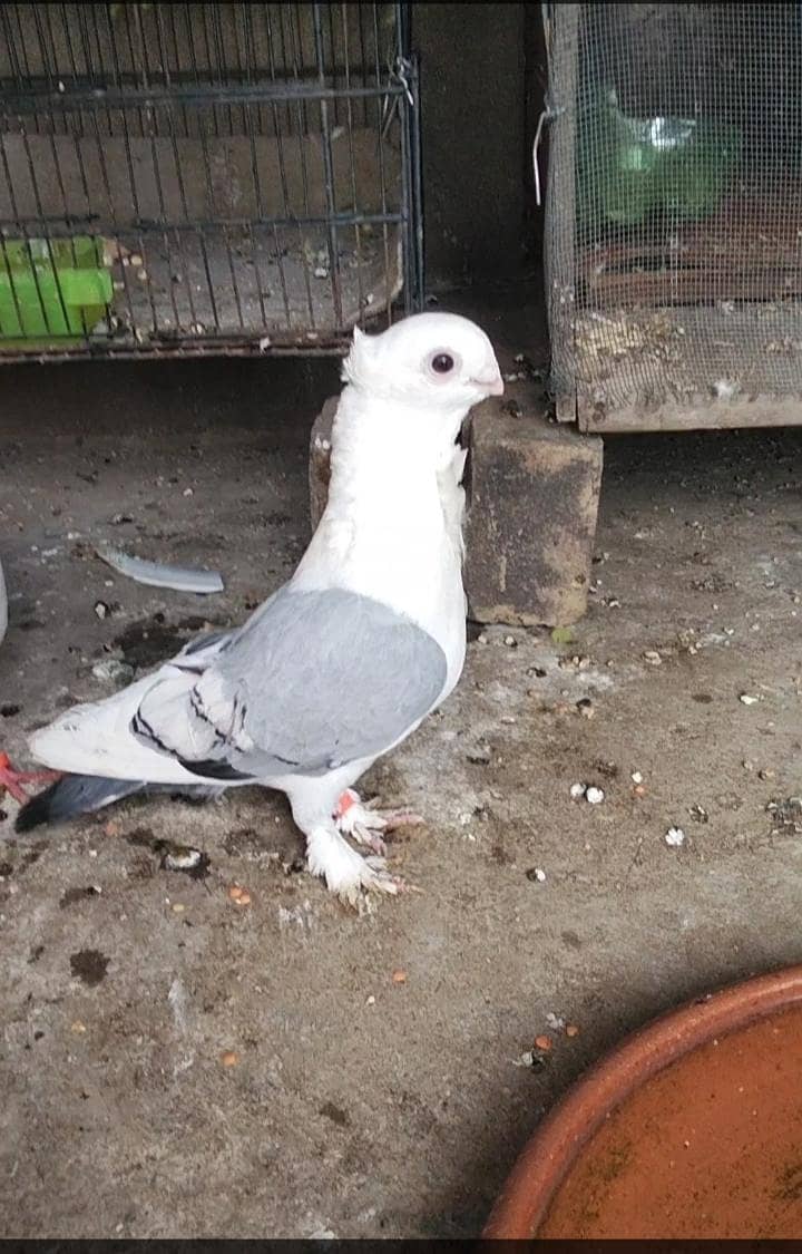 Fancy pigeon 5