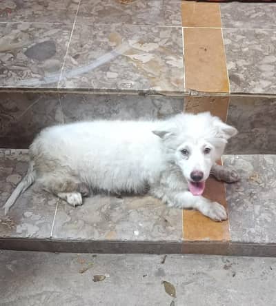 White Russian Puppey For Sale