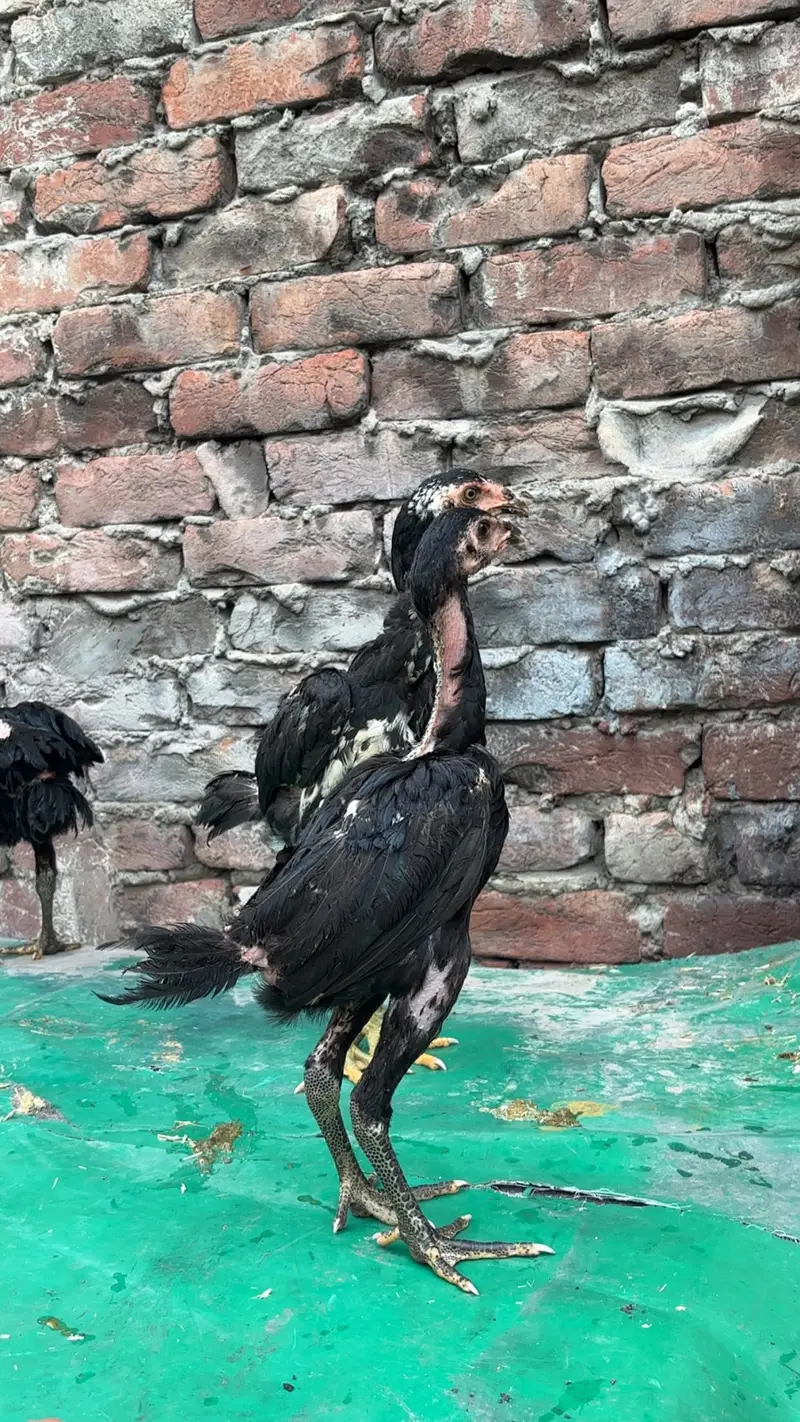 Panus Pakoye — photo 3