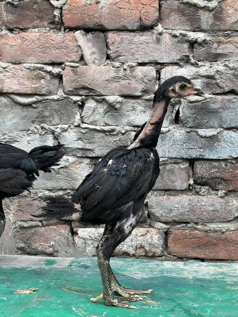 Panus Pakoye 5