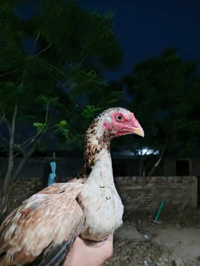 2 day offer 3500 pure mian wali aseel hen urgent for sale