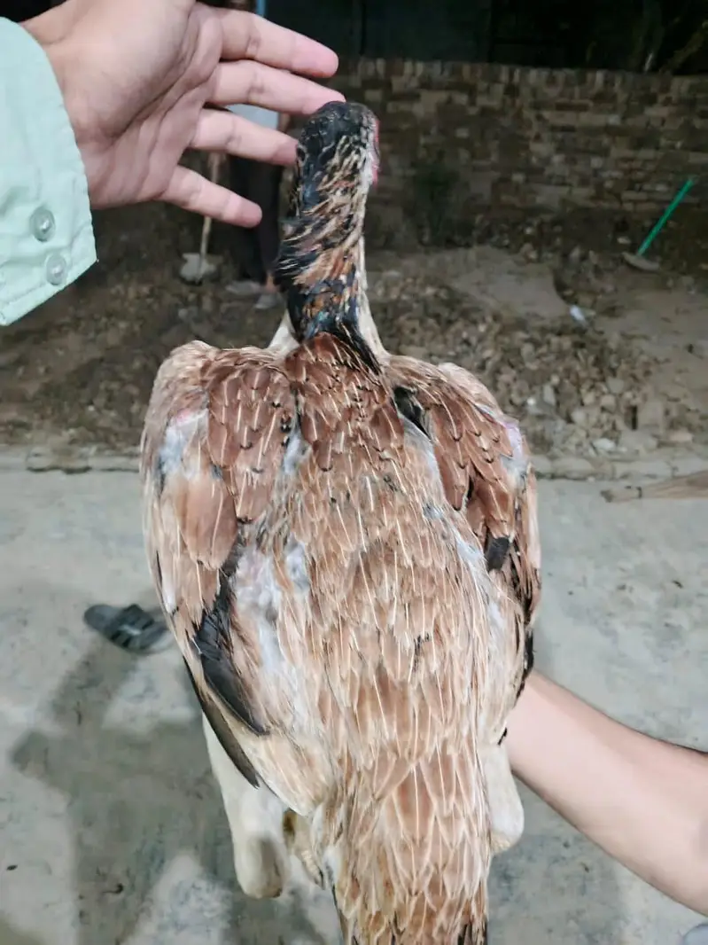 2 day offer 3500 pure mian wali aseel hen urgent for sale — photo 2