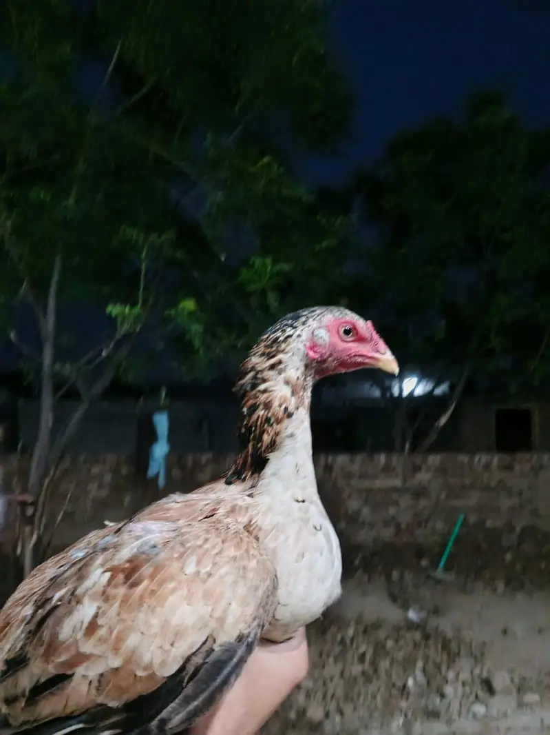 2 day offer 3500 pure mian wali aseel hen urgent for sale — photo 4