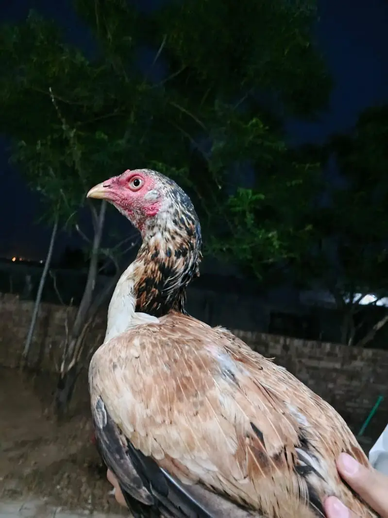 2 day offer 3500 pure mian wali aseel hen urgent for sale — photo 6