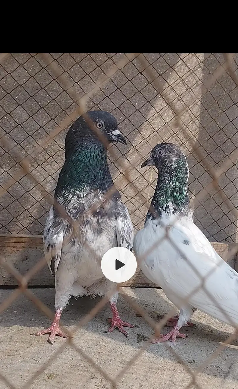 Breeder pigeons/pair/kabootar for sale/baby pigeons/bachy available