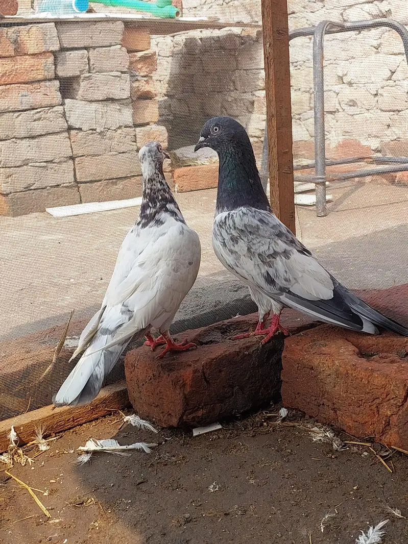 slara male and lakhu female boskie ankh high flyer — photo 3