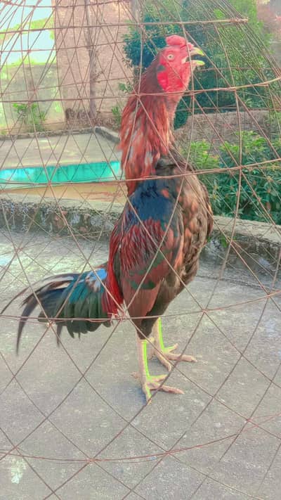 ASEEL LAKHA FOR SALE URGENTLY
