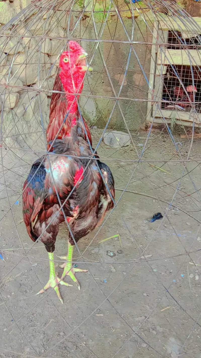 ASEEL LAKHA FOR SALE URGENTLY — photo 3