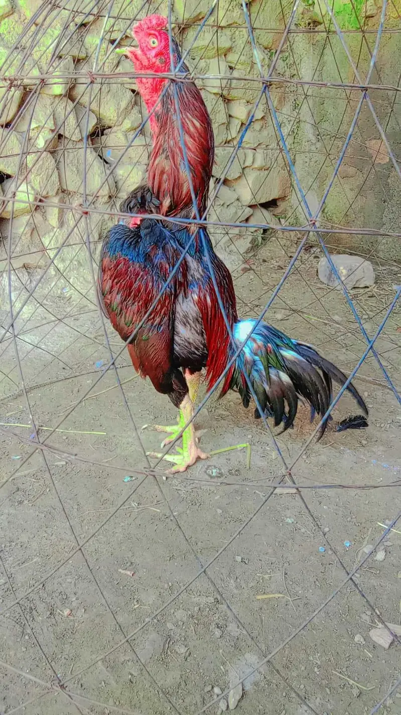 ASEEL LAKHA FOR SALE URGENTLY — photo 4