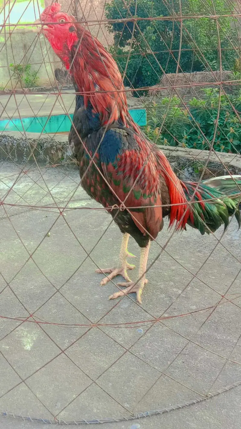 ASEEL LAKHA FOR SALE URGENTLY — photo 5