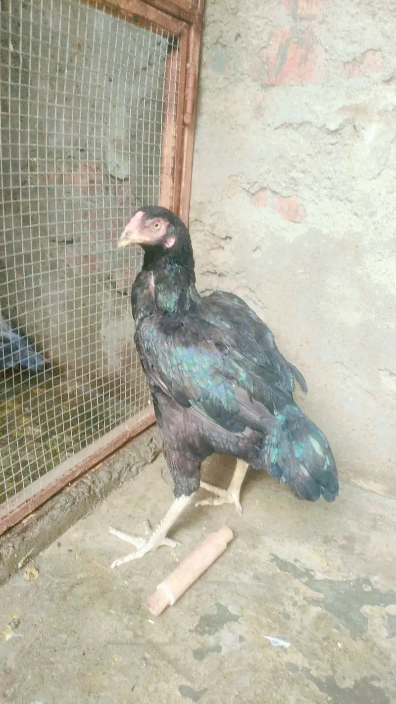 urgent sale anday dati ha 2 bar bachay Nikal chuki ha — photo 2