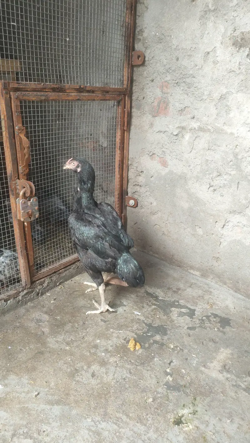 urgent sale anday dati ha 2 bar bachay Nikal chuki ha — photo 4