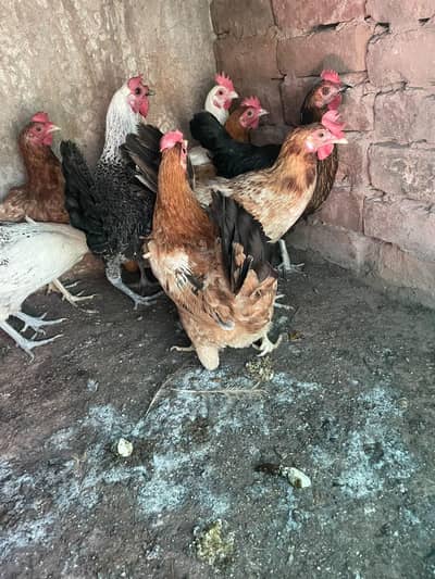 golden misri murghiya for sale ha