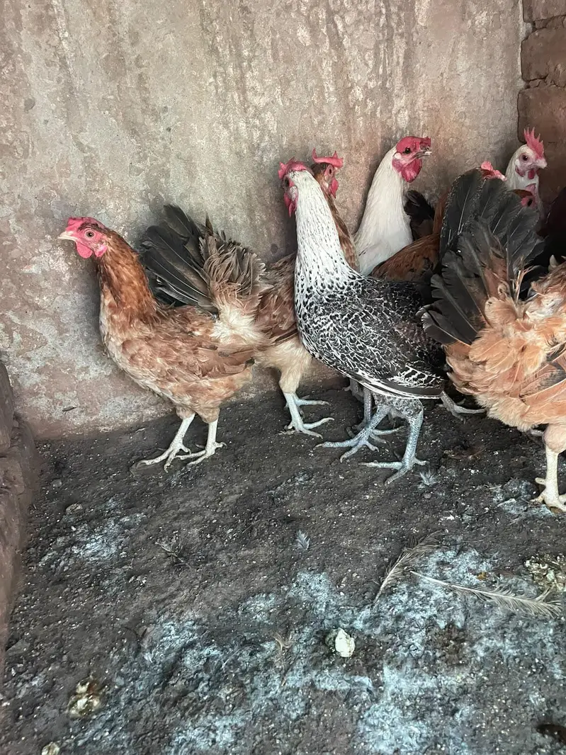 golden misri murghiya for sale ha — photo 2