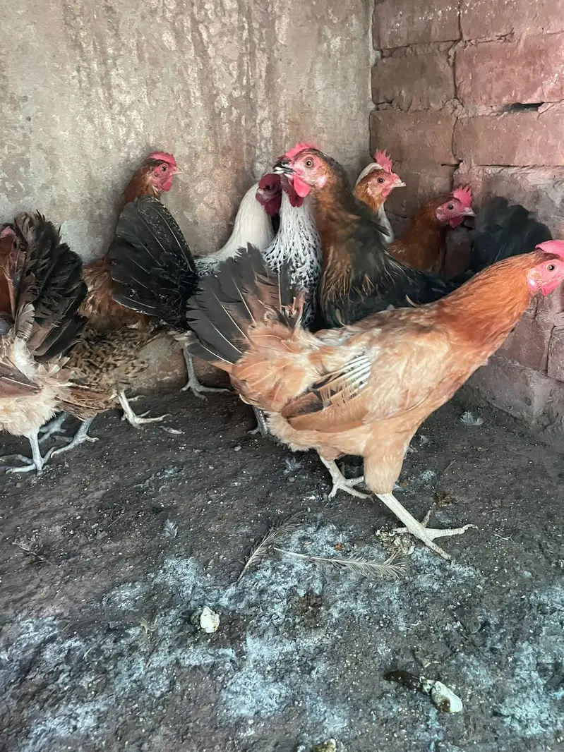 golden misri murghiya for sale ha — photo 3