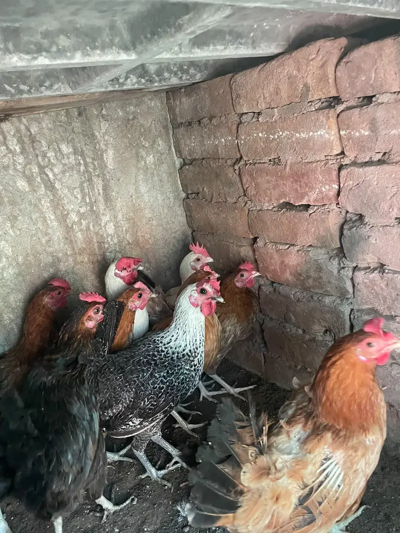 golden misri murghiya for sale ha — photo 4