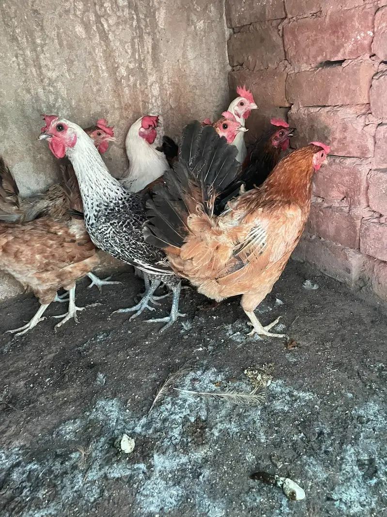 golden misri murghiya for sale ha — photo 5