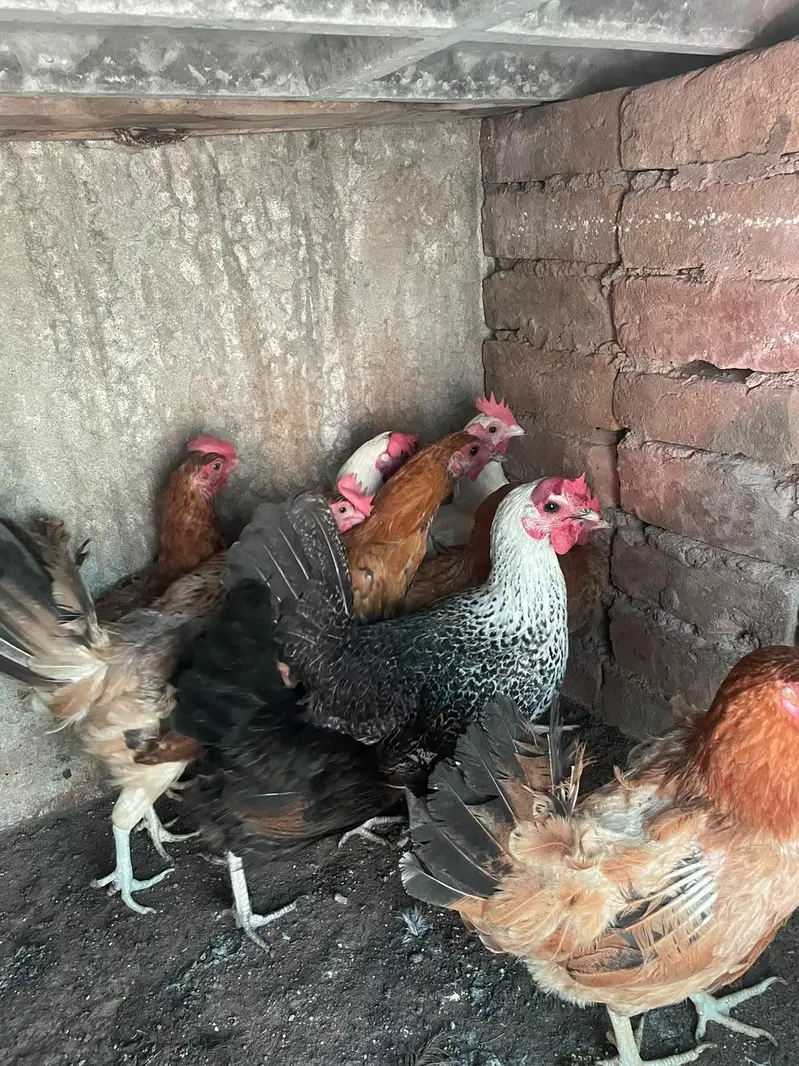 golden misri murghiya for sale ha — photo 6