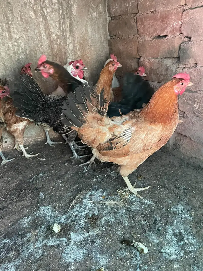 golden misri murghiya for sale ha — photo 7