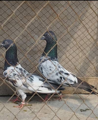 Breeder pigeons/pair/kabootar for sale/baby pigeons/bachy available