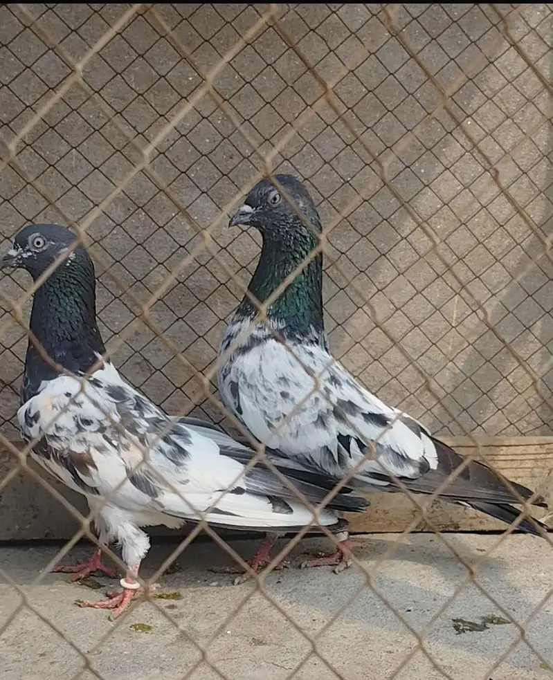 Breeder pigeons/pair/kabootar for sale/baby pigeons/bachy available