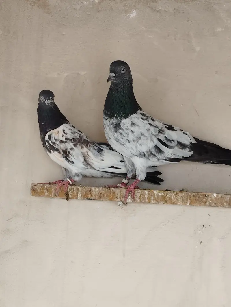 Breeder pigeons/pair/kabootar for sale/baby pigeons/bachy available — photo 2