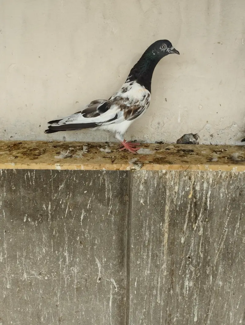 Breeder pigeons/pair/kabootar for sale/baby pigeons/bachy available — photo 3
