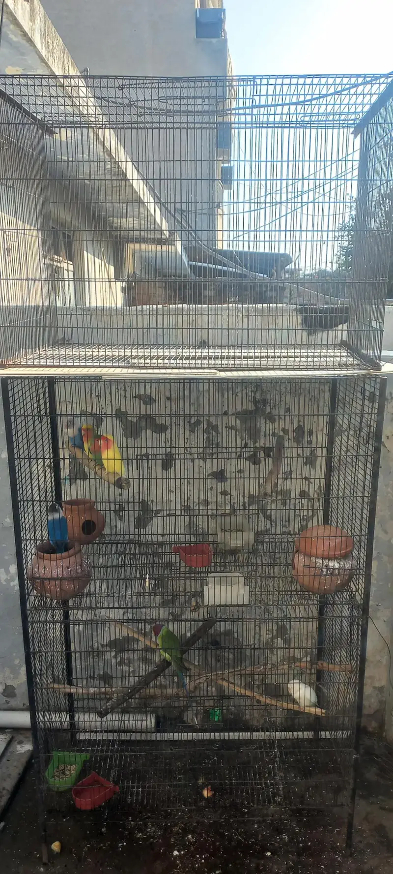 3 pair hain 1 male hai lovebirds. 1 plum head 3 year age male hai. — photo 2