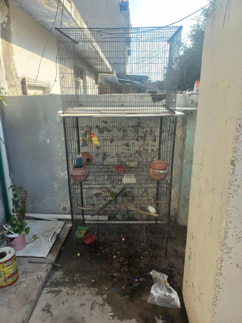 3 pair hain 1 male hai lovebirds. 1 plum head 3 year age male hai. — photo 3